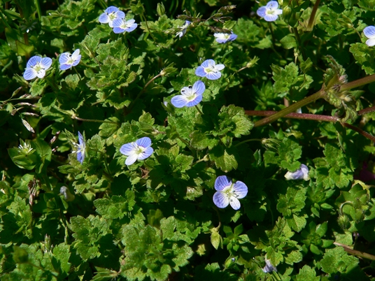 {Veronica persica}